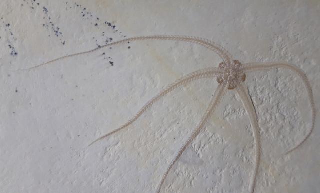 Geocoma carinata (GOLDFUSS 1833) - Bild © FossNet FossilienStore